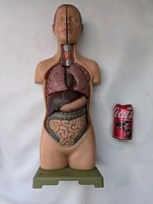 SOMSO Anatomique Modèle Petit