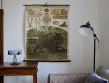 VINTAGE | CARTE MURALE SCOLAIRE P. PAREY SANGLIER | WILD BOAR SCHOOL CHART ROLL DOWN