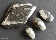 Lot 4 Fossiles Orthoceras/oeufs orthoceras/collection fossiles/fossil orthoceras