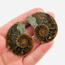 Paire ammonite - Tranche