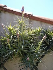 les épyphites ,filles de l air pour décoration , supports  bois flotté etc