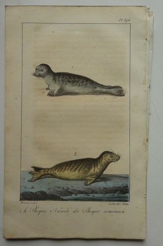Lot lithographies phoques - lot,