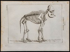 1825 - Squelette d'éléphant