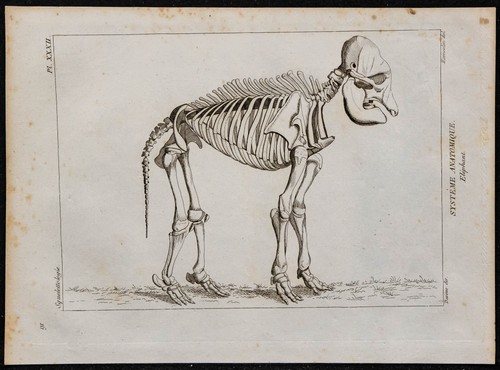1825 squelette d éléphant - 1825,