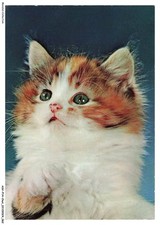 ASVP14-1080-CHAT - Munchkin