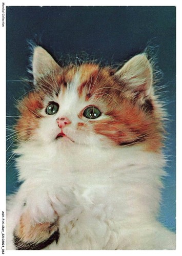 Asvp14 1080 chat - -, munchkin