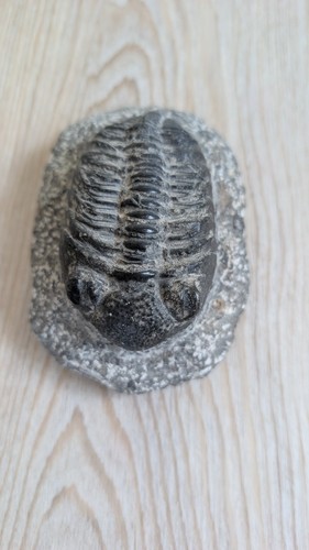 Rare drotops trilobite fossil - rare,