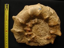 Ammonite du Callovien 