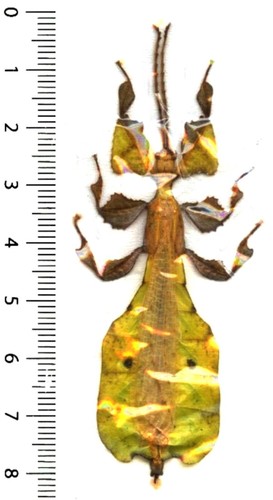 Phyllidae phyllium - -,