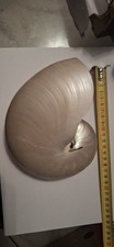 Très gros Coquillage nautile nacré Très bon etat