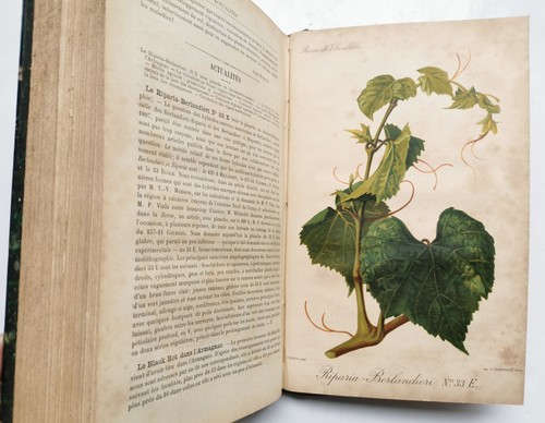 Revue viticulture organe de - viticulture,