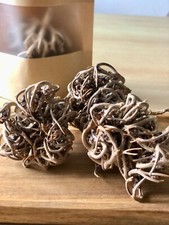 2 Roses de Jericho 100%