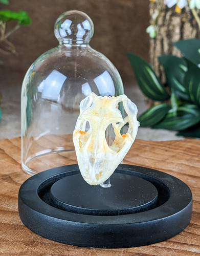 Gecko skull glss - skull, dome