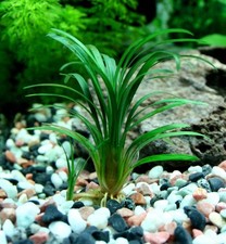 ophiopogon kyoto petite plante aquarium / terrarium coriace avant plan