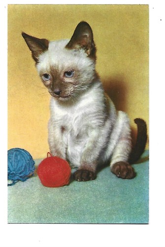 Fantaisie photo chaton et - fantaisie,