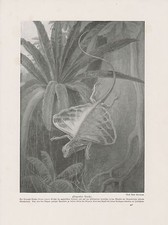 Cerf-Volant Draco Volans