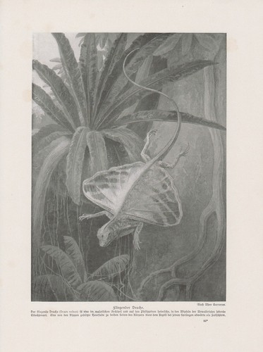 Cerf volant draco - cerf-volant,