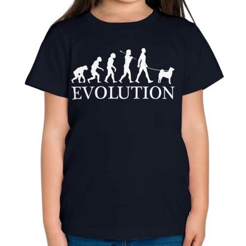Akita inu évolution - akita,