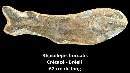 Poisson fossile racholepsis - poisson,