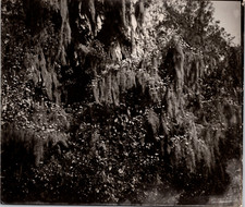 Mur végétal, arbres sur la roche Vintage print,  Tirage argentique  10X15 