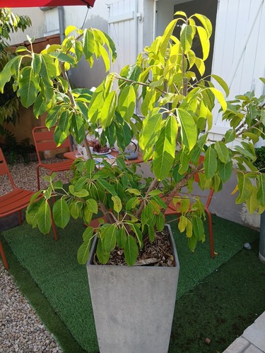 Ficus superba var japonica - superba,