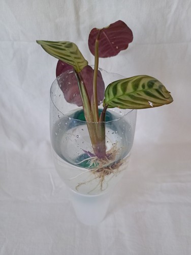 Ctenanthe burle marxii - ctenanthe,