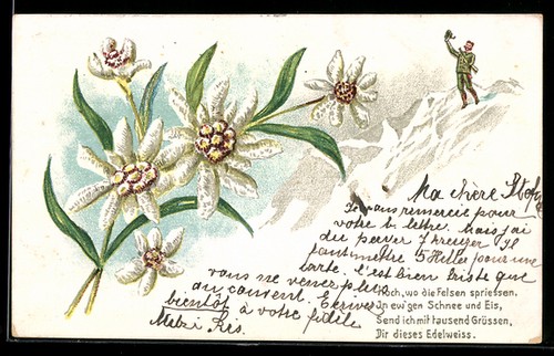 Carte postale edelweiss devant - carte,