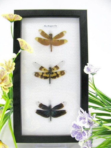 Vraies libellules - 3,