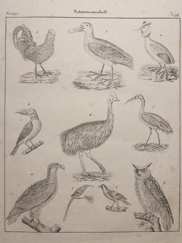 Lithographie ancienne 1833 coq - ancienne,