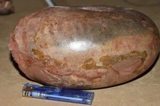 Géante ammonite Metalegoceras