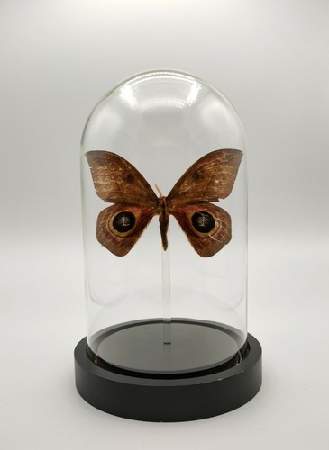 Véritable papillon - véritable,