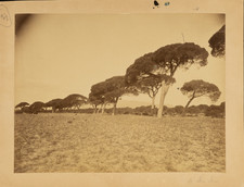 Etude pour peintre, pins