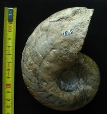 Nautile du Sinémurien : Cenoceras intermedium (Sowerby, 1816)