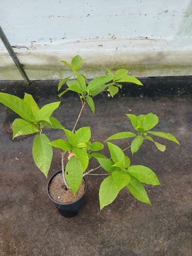 Ficus erecta amazing - erecta, plant