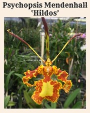 The Butterfly Orchid