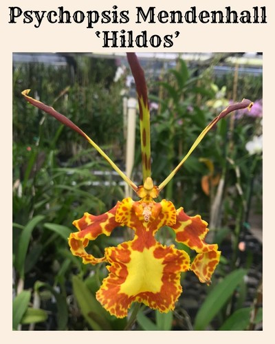 The butterfly orchid - the,