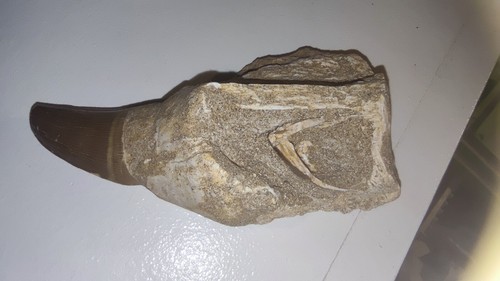 Mosasaure