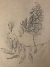 beau Dessin 1900 Crayon Fleur Fleurs Branche Plante Art Nouveau Herbier Ancien