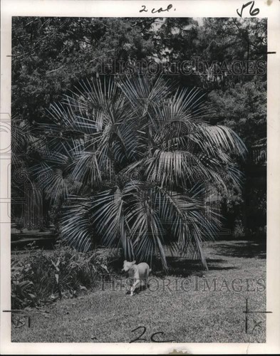 1965 press photo - 1965,