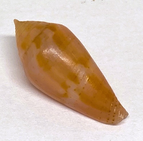 Coquillage conidae conus - , conidae 