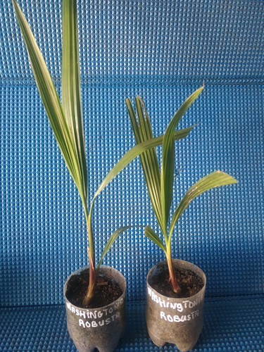 2 washingtonia robusta - ,