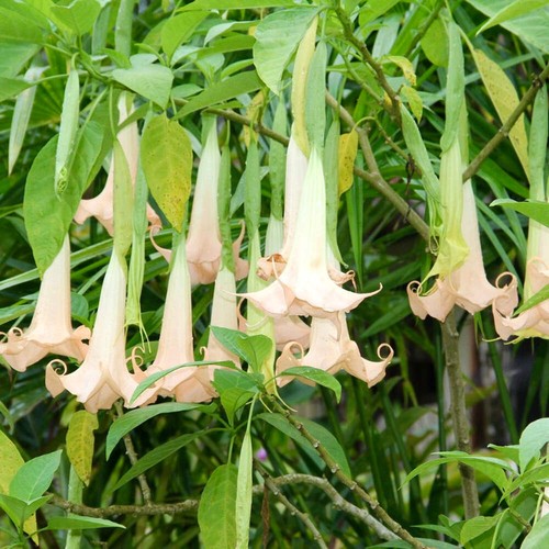 Brugmansia arborea 70cm - 30-70cm, |