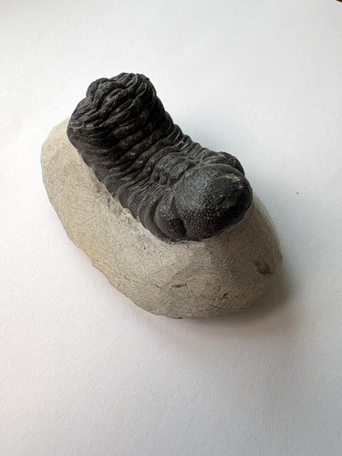 Phacops trilobite fossils - trilobite,