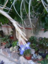 les épyphites ,filles de l air pour décoration , supports  bois flotté etc