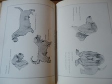 CYNOLOGIE MEILLEURS CHIENS DE