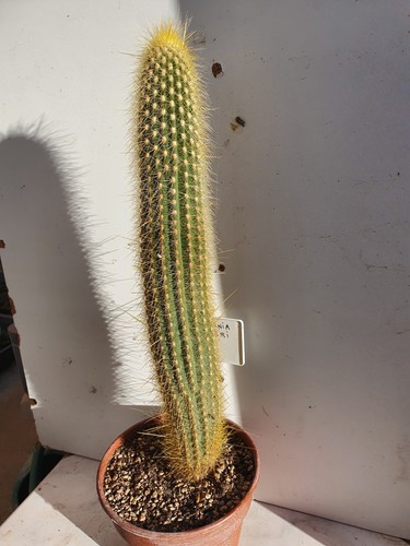 Cactus cierge vatricania - cactus,