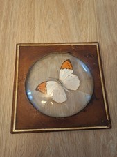 Ancien Cadre Papillon Maison