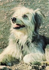 64 LABRIT DES PYRENEES GARDIEN DE TROUPEAUX