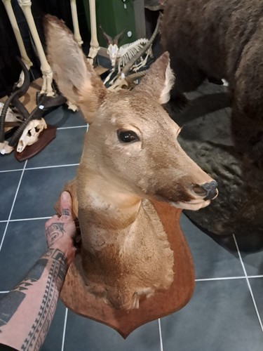 Taxidermie chevreuil - de,