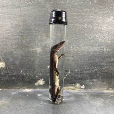 #2 - Spécimen humide de gecko